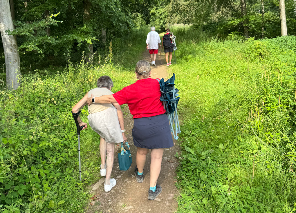 Le chemin borde une clairière; le chemin est parfait pour une marche en toute sécurité et confiance