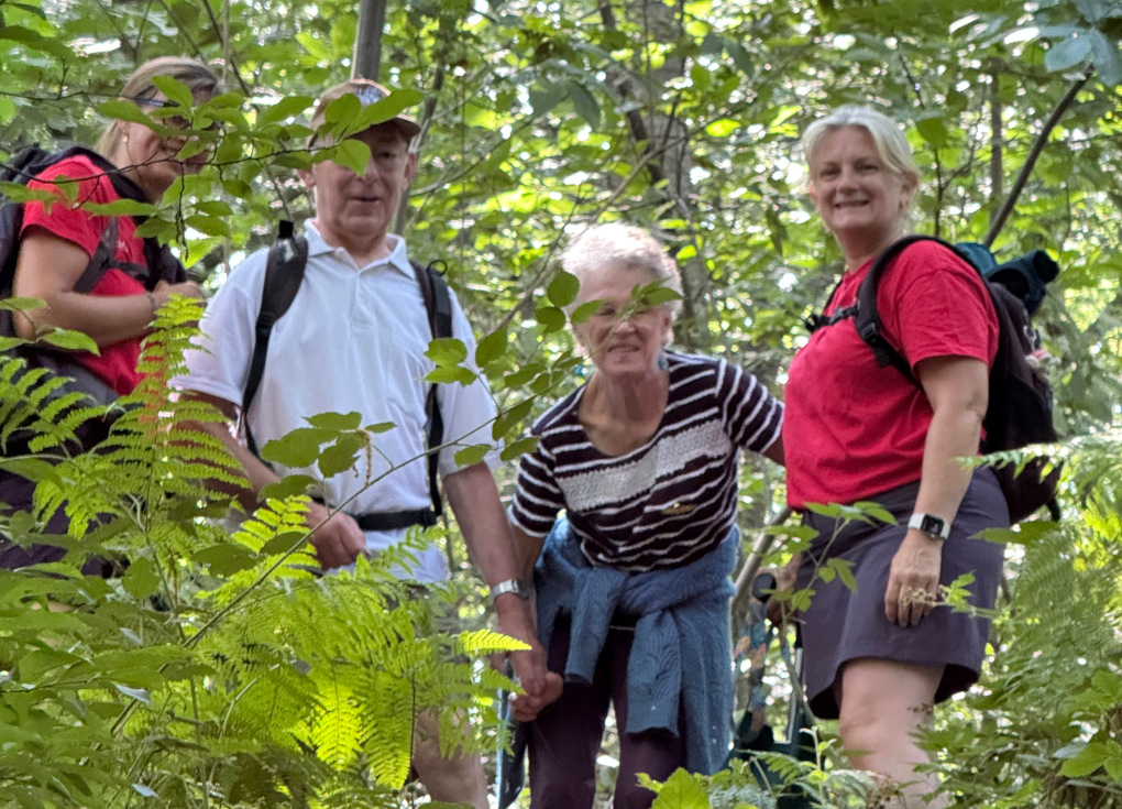 Marche dans le bois de Buissenal