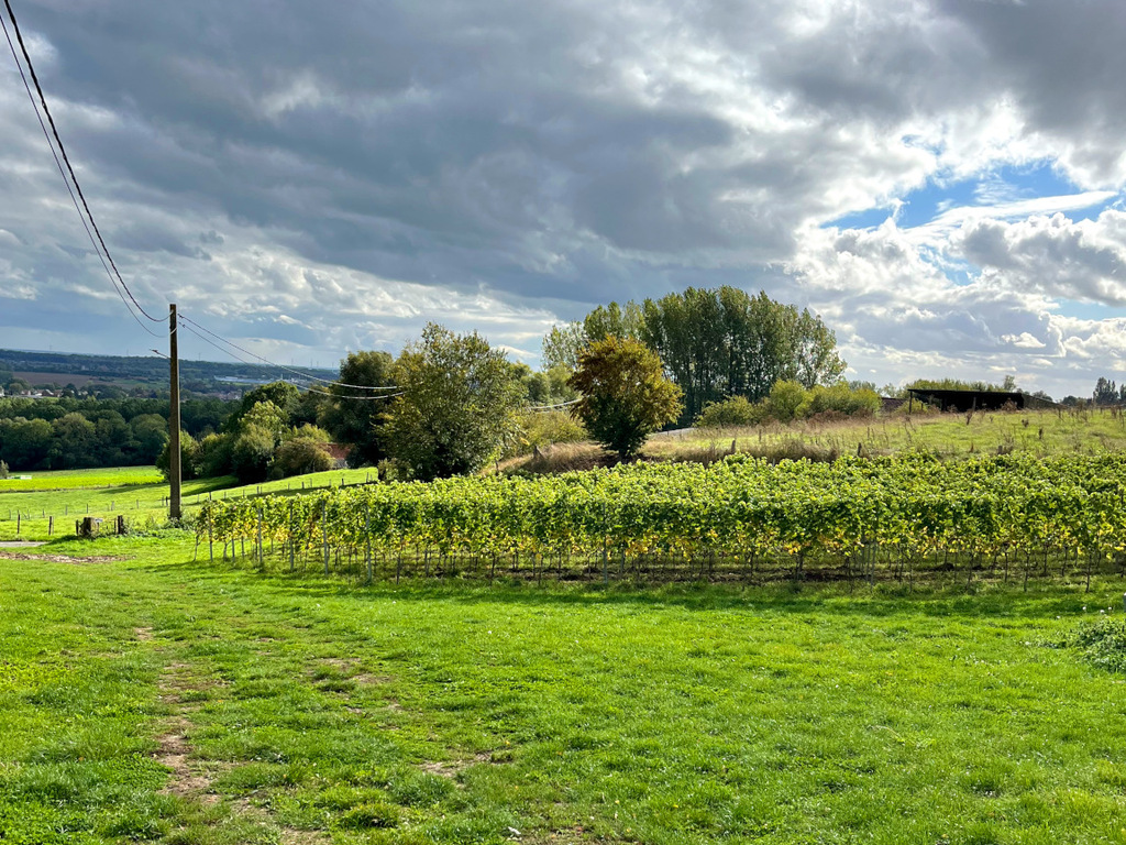 Il y a des vignes au milieu d'une prairie avec un ciel rempli de nuages